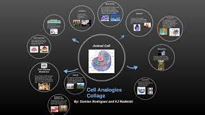 Check spelling or type a new query. Cell Analogies Collage By Damian Rodriguez
