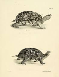 Pin By Bente Avery On Biograms Turtle Art Animals Fauna Illustration