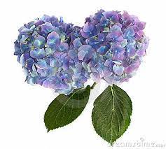 Purple And Blue Hydrangea Flower Heads On White Blue Hydrangea Flowers Hydrangea Purple Hydrangea Flower Photos