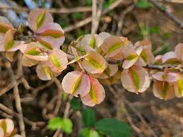 Image result for Combretum paniculatum