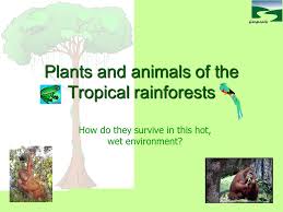 Rainforest animals and plants coloring page. Plants And Animals Of The Tropical Rainforests Ppt Video Online Download