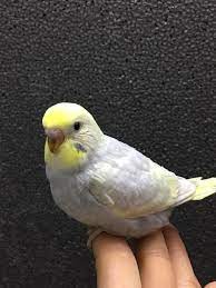 muhabbet kusu muhabbet kuslari kusu folluklar