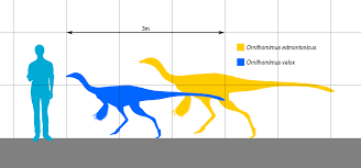 Download File Ornithomimussizecomparison Svg Wikimedia Commons PSD Mockup Templates