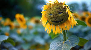 We have an extensive collection of amazing background images carefully chosen by our. Sunflower Smiling Ea Frumos Ce Zambeste Hd Wallpaper Peakpx
