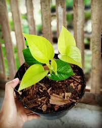 Gambar yang ada di internet kerap dijadikan narasumber untuk karakter atau tokoh animasi yang dibuat. Jual Tanaman Sirih Lemon Online Maret 2021 Blibli