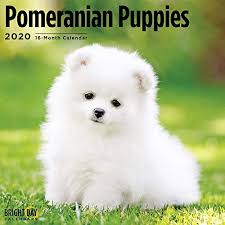 Updated on today (22/07/2021) compare the lowest and best price for mobile phones to buy from the largest price list in sri lanka. Sri Lankan Pomeranian Puppies Pets Lovers