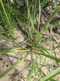 Image result for Eragrostis rotifer