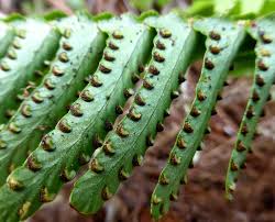 Image result for Nephrolepis undulata