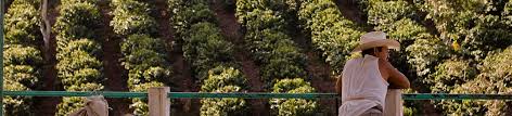 These methods are used primarily for crop growing, but some methods can be applied to homes as well. Barista Of Treasury Deutsche Bank