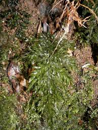 Image result for Vandenboschia gigantea