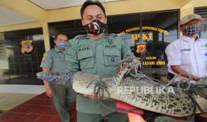 Buaya Yang Ditemukan Warga Di Indramayu Diserahkan Ke Bbksda Republika Online