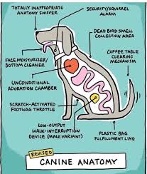 The Real Dog Anatomy Funny Dogs Training Your Dog Pets
