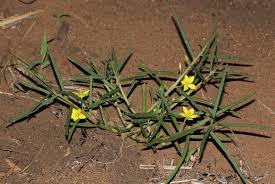 Image result for Talinum crispatulum