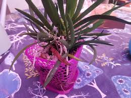 Image result for Podangis