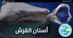 الفرق بين اسنان السيراميك والزيركون. Ø§Ù„Ø¨Ø§Ø­Ø«ÙˆÙ† Ø§Ù„Ø³ÙˆØ±ÙŠÙˆÙ† Ø£Ø³Ù†Ø§Ù† Ø§Ù„Ù‚Ø±Ø´