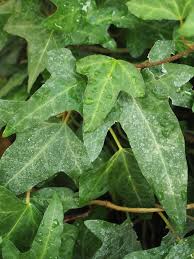 Image result for Hedera