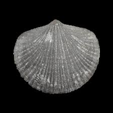 Image result for Orthopichonia