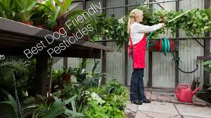 I was given an estimate. Dog Friendly Pesticides Your Guide To A Healthy Pest Free Home 2021 Smart Dog Owners