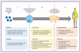 Maybe you would like to learn more about one of these? Public Attitudes In Japan Towards Human Animal Chimeric Embryo Research Using Human Induced Pluripotent Stem Cells Regenerative Medicine