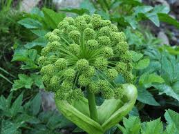 Image result for Apiaceae