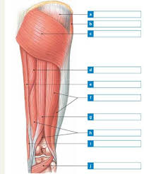 Posted on december 8, 2018. Solved Label Each Of The Indicated Muscles That Move The Thigh An Chegg Com