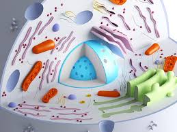 Huge collection, amazing choice, 100+ million high quality, affordable rf and rm images. Animal Cell Organelles Artwork Photograph By Science Photo Library