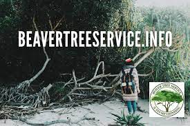 Beaver Tree Service Hauling Devin 904 316 1227 Stump Grinding Randy 904 608 0249 Local Family Owned And Operated Lic I In 2021 Tree Service Stumped Ponte Vedra Beach