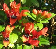 Image result for Ruttya fruticosa