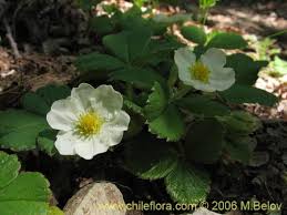 Image result for Fragaria chiloensis