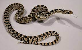 Kingdom Animalia Great Basin Gopher Snake By Utahmatz Reptile Snakes Snake Gopher