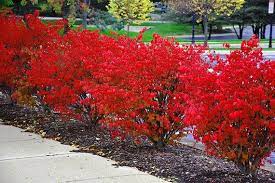 Pin On Landscaping