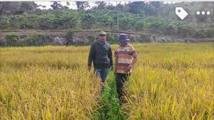 Sesungguhnya allah tidak merobah keadaan sesuatu kaum sehinggamereka merubah. Teknologi Salibu Tanam Padi Sekali Panen Lebih Tiga Kali Indonesia Bertanam