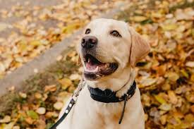 The dog training collars come with different features and specifications. The 25 Best Dog Training Collars Of 2020 Pup Life Today