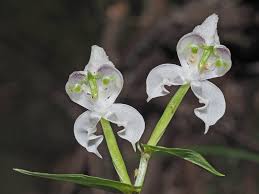 Image result for Disperis reichenbachiana