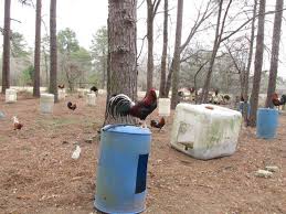 Profile for Glendel Farm-Game Fowl