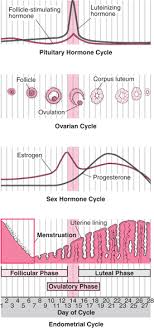 Menstrual Cycle Womens Health Issues Msd Manual