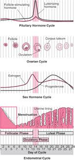 menstrual cycle womens health issues msd manual