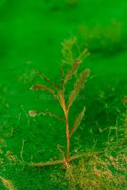 Image result for Potamogeton crispus