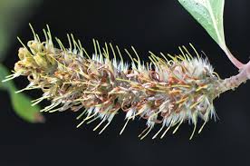 Image result for Faurea saligna