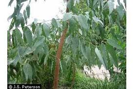 Image result for Eucalyptus tereticornis