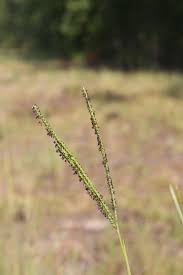 Image result for Paspalum notatum