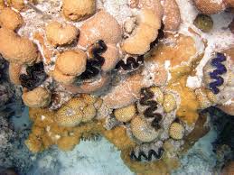 Image result for Tridactyle virginea
