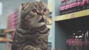 Kedili Komik Market Reklami Kedilerin Dunyasi Youtube In 2020 Cats Kinds Of Cats Animals