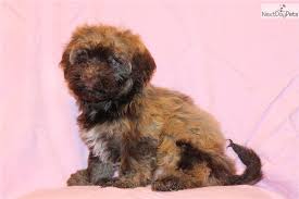 Havanese poodle mix puppies for sale florida. Havanese Poodle Mix Poodle Mix Havapoo Puppies Puppies For Sale