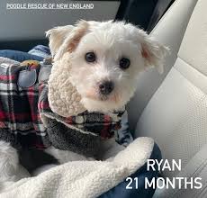 Welcome Ryan! He's a super sweet 21 month old Maltese whose family realized  they weren't able to care for him any longer. Since coming in to rescue  he's shown what a charmer