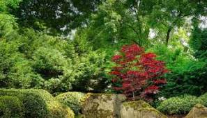 This is an example of a modern rooftop landscaping in new york. Creating Privacy In Your Outdoor Space Best Tree Shrub Choices Design Tips Planting Advice Arbor Experts Tree Care In Dayton Oh