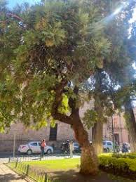 Image result for Bocconia arborea