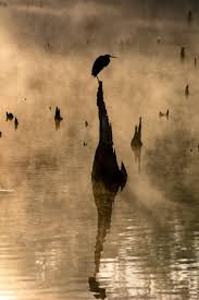 Original Nature Photography By Michael Crosby Documentary Art On Paper Swamp Fog Limited Edition 1 Of 10 Fog Photography Nature Photography Art