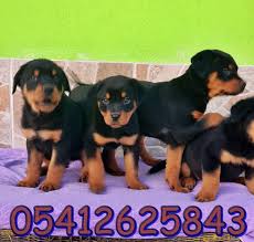 Macar Rottweiler Yavrular Rottweiler Yavrulari Rottweiler