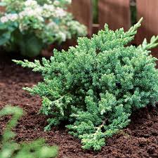 Blue star juniper shrub turquoise and silver, low maintenance dwarf conifer drought tolerant. Pin By Debbie Bueter On Jardin In 2021 Evergreen Garden Fast Growing Trees Juniper Shrub